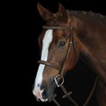 COLLEGIATE MONO CROWN FANCY STITCHED RAISED CAVESSON BRIDLE - BROWN - WARMBLOOD
